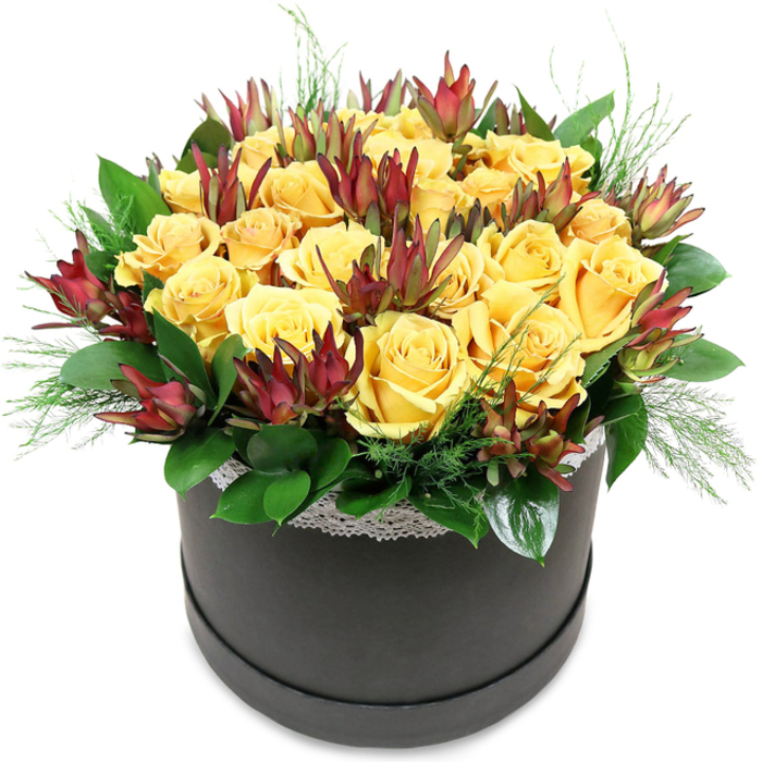 Centred on a clear white background is a luxurious hatbox bouquet, its rounded form filled with golden yellow roses and deep burgundy leucadendron, echoing the refined yet creative character of Fitzrovia. The hatbox itself is a dark charcoal or black, low and cylindrical, with a smooth, matte finish that feels quietly sophisticated. Around the top rim runs a slim band of white lace, intricately patterned and slightly raised, adding a note of softness and nostalgia, as if borrowed from an antique linen found in a nearby shop off Goodge Street. Above this understated base, a densely packed dome of roses spills outward. The blooms are medium to large in size, their petals forming soft, layered spirals in shades of honeyed yellow and warm butter. Some roses are fully open, their centres exposed and inviting, while others remain partially closed, buds still transitioning into flower. Intermixed with the roses are architectural spikes of Leucadendron 'Safari Sunset'. Their bracts-tapered, pointed, and overlapping like small, sculpted leaves-shift from deep burgundy at the tips to muted, earthy green at the base, introducing a bold contrast to the smooth curves of the roses. An abundance of greenery provides structure and depth: broad, glossy leaves cradle the arrangement at the bottom, creating a dark green collar, while soft, feathery sprigs of finer foliage slip between petals and gently trail over the edge of the box, suggesting lightness and movement. The lighting is even and bright, enhancing the vividness of the yellows and the richness of the burgundy tones, while casting minimal shadow so every texture is clearly defined. This bouquet would sit beautifully on a polished dining table in a Fitzrovia townhouse, on a reception counter near Charlotte Place, or beside a window in a compact city apartment, bringing an immediate sense of warmth, care, and modern floral artistry.