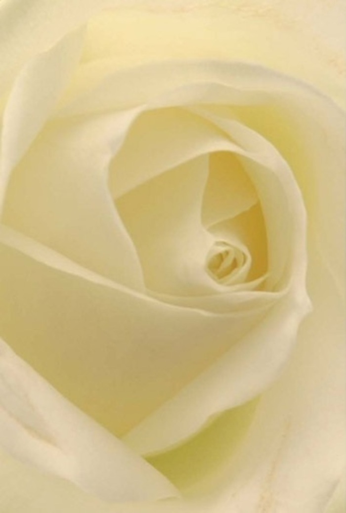 From a detailed, intimate perspective, this white rose radiates the subtle sophistication that defines Fitzrovia's tranquil enclaves. The bloom's endless layers of soft white and creamy ivory create a gentle ripple, illuminated as if by the diffused glow of a nearby art studio skylight. Within its perfect spiral, the rose suggests both purity and quiet resilience-echoing the spirit of a neighborhood known for timeless style and understated creativity. Each petal is arranged with masterful precision by Fitzrovia's expert florists, blending fragility with the assurance found in every thoughtful, bespoke arrangement. As morning light washes through the window, hints of buttery yellow can be glimpsed in the flower's depths, underscoring a sense of hope and restoration. This classic rose effortlessly fits any occasion: from romantic gestures to meaningful condolences, or as a centrepiece for an elegant Fitzrovia celebration. There's an imagined freshness to the rose's scent-clean, serene, and evocative of peaceful mornings near Regents Park. Sent as a loving token or admired in a home near Great Titchfield Street, this bloom's enduring beauty lingers, perfectly suited to either heartfelt memorials or joyful new beginnings in the heart of London.